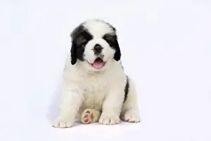 Saint: DOG. St Bernard, 10 week old puppy, sitting, studio