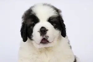 Saint: DOG. St Bernard, 10 week old puppy, sitting, portrait, stu