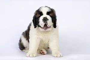 Saint: DOG. St Bernard, 10 week old puppy, sitting, studio