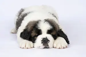 Saint: DOG. St Bernard, 10 week old puppy, laying down, studio