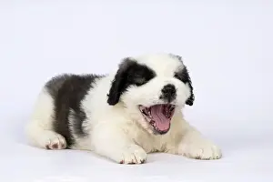 Saint: DOG. St Bernard, 10 week old puppy, laying down, studio