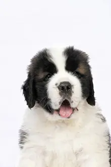 Saint: DOG. St Bernard, 10 week old puppy, sitting, portrait, stu