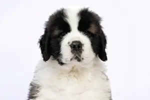 Saint: DOG. St Bernard, 10 week old puppy, sitting, portrait, stu