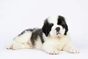Saint: DOG. St Bernard, 10 week old puppy, laying down, studio