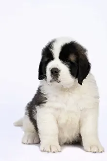 Saint: DOG. St Bernard, 10 week old puppy, sitting, studio