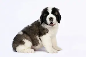 Saint: DOG. St Bernard, 10 week old puppy, sitting, studio