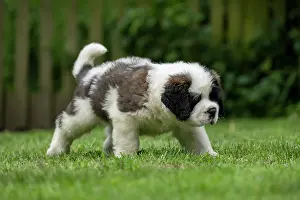 Saint: DOG. St Bernard, 10 week old puppy walking on a lawn