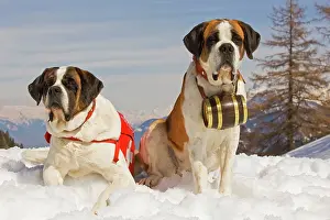 Rescues: Dog - St Bernard