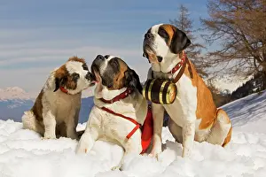 Rescues: Dog - St Bernard