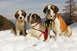 Rescues: Dog - St Bernard