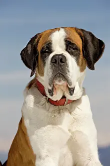 Bernards: Dog - St Bernard