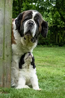Father: DOG. St Bernard adult with 10 week old puppy