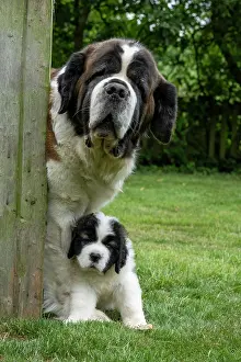 Father: DOG. St Bernard adult with 10 week old puppy