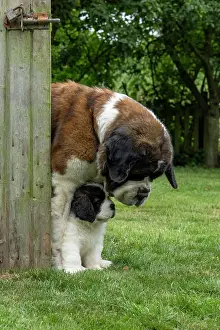 Father: DOG. St Bernard adult with 10 week old puppy
