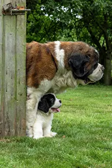 Father: DOG. St Bernard adult with 10 week old puppy