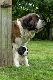 Father: DOG. St Bernard adult with 10 week old puppy