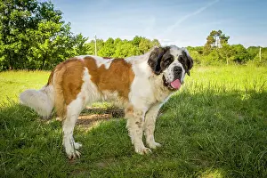 Dog St Bernard Galicia, Spain