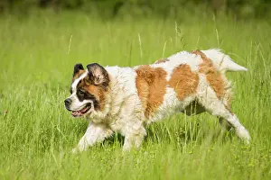 Bernards: Dog St Bernard Galicia, Spain