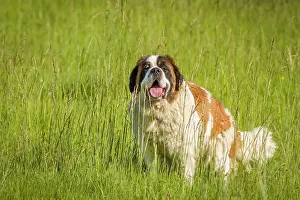 Bernards: Dog St Bernard Galicia, Spain