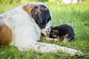 Bernards: Dog St Bernard with German Shepherd puppy Galicia, Spain