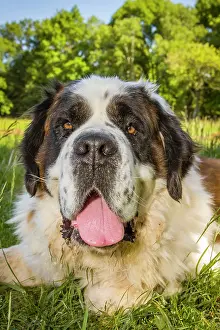 Bernards: Dog St Bernard lying down Galicia, Spain