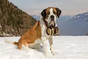 Rescues: Dog - St Bernard - Mountain Rescue dog wearing