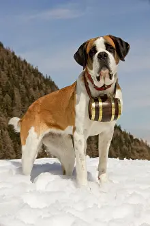 Rescues: Dog - St Bernard - Mountain Rescue dog wearing