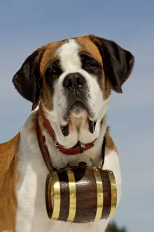 Rescues: Dog - St Bernard - Mountain Rescue dog wearing