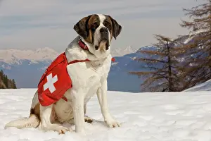 Rescues: Dog - St Bernard - Mountain Rescue dog wearing