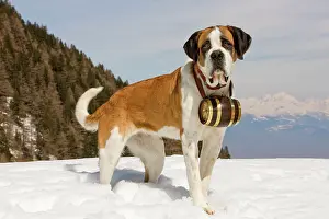 Rescues: Dog - St Bernard - Mountain Rescue dog wearing
