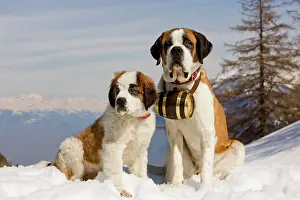 Rescues: Dog - St Bernard - Mountain Rescue dog wearing
