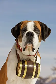Rescues: Dog - St Bernard - Mountain Rescue dog wearing