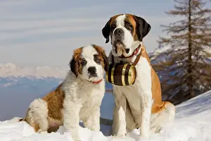 Rescues: Dog - St Bernard - Mountain Rescue dog wearing