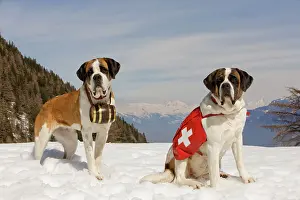 Rescues: Dog - St Bernard - two Mountain Rescue dogs wearing