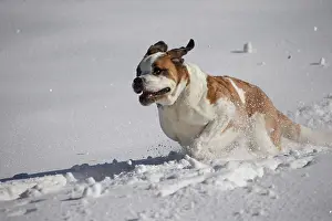 Bernards: Dog - St. Bernard running in snow