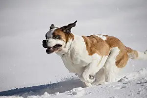 Bernards: Dog - St. Bernard running in snow