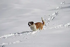 Bernards: Dog - St. Bernard running in snow
