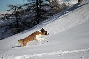 Bernards: Dog - St. Bernard running in snow