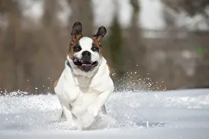 Bernards: Dog - St. Bernard running in snow