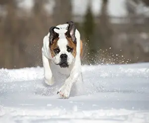 Bernards: Dog - St. Bernard running in snow