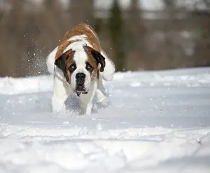 Bernards: Dog - St. Bernard running in snow