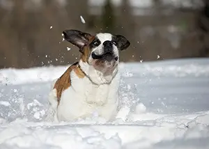 Bernards: Dog - St. Bernard running in snow