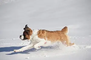 Bernards: Dog - St. Bernard running in snow