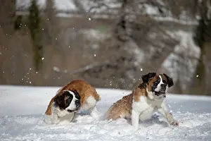 Bernards: Dog - St. Bernard running in snow