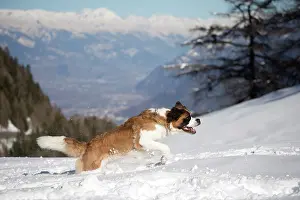 Bernards: Dog - St. Bernard running in snow