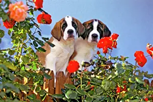 Bernards: Dog St. Bernard two shorthair puppies by fence at