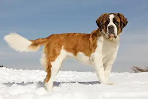 Bernards: Dog - St Bernard - in snow