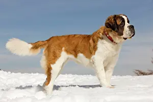 Bernards: Dog - St Bernard - in snow
