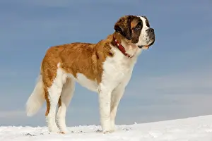 Bernards: Dog - St Bernard - in snow