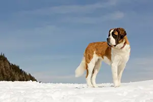 Bernards: Dog - St Bernard - in snow